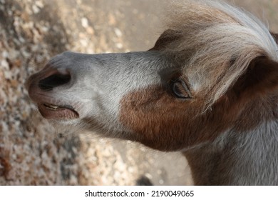 An Old Pony At A Petting Zoo.