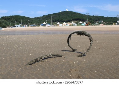 Old Power Line Coiled Up On Low-tide Sea Bed, In Incheon, Korea