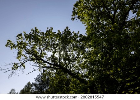 an old powerful oak with large branches and green foliage in the summer in sunny bright weather