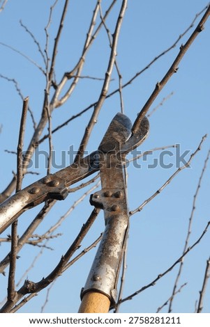 Old pruning shears on the branches of trees in the garden.