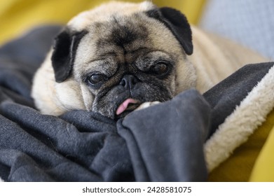 an old pug with his tongue stuck out lies on the sofa 4 - Powered by Shutterstock