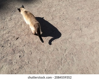 Old purebred siamese cat walking on park pathwalk on sunny day - Shutterstock ID 2084559352
