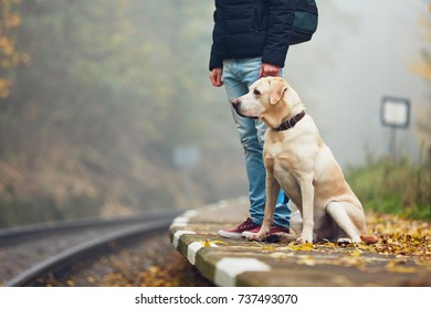 how to train a old labrador