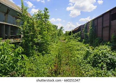 Old railway wagons on the railway track in the weeds, bushes and grass.