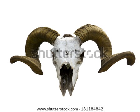 Old ram skull isolated on white