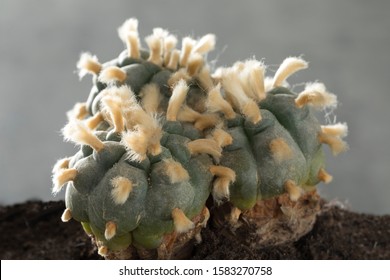 Old, rare and big three headed lophophora williamsii, Peyote, with tufts of whool close up
