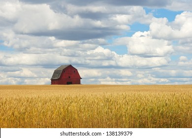 Old Red Barn In Wheat Field