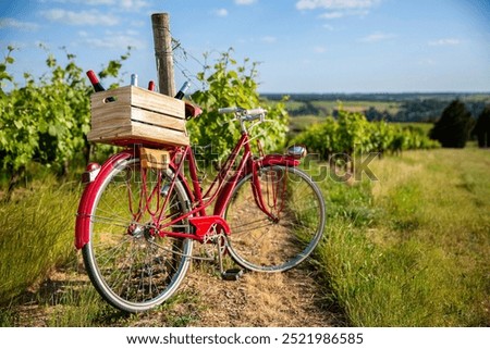 Old red bike in the middle of vineyards in France after the harvest.