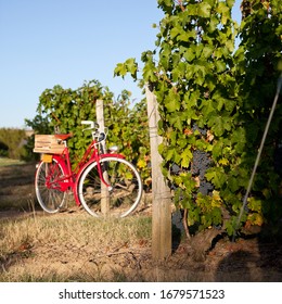 Old Red Bike In The Vineyards In France.