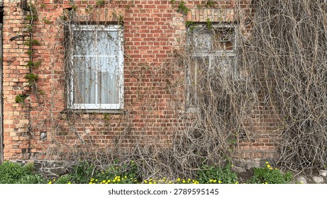 Old red brick wall with two windows partially covered by dry climbing vines, showing weathered masonry, aged textures, and nature reclaiming the facade.