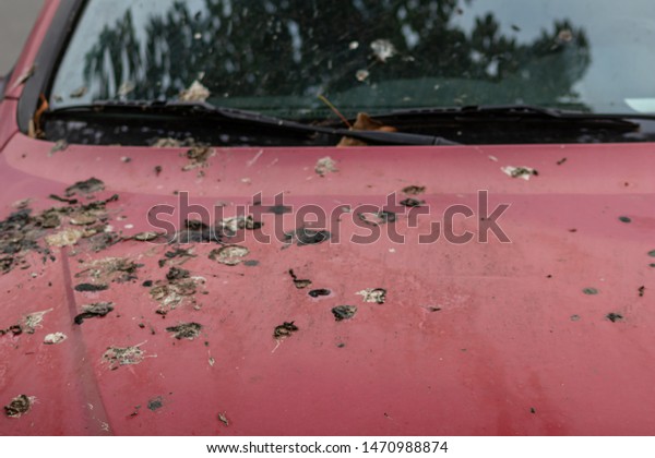 Old red car with much bird droppings on\
the red cowl need to be removed in the car\
wash