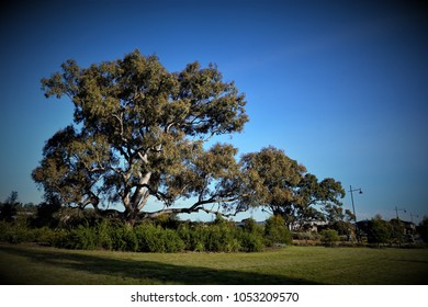 Old Red River Gum Tree