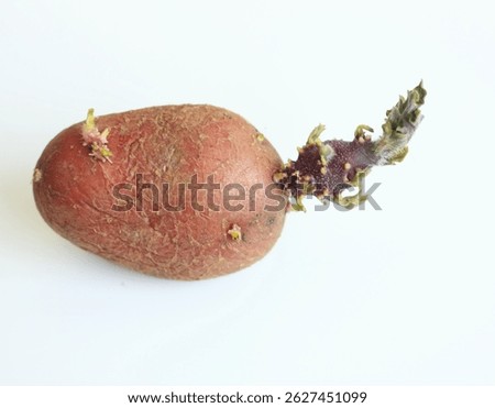 Old red tuber of budding potato on white background. Red potato with one long sprout ready for planting.