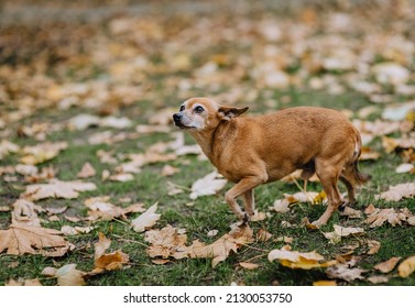 An old, red-haired pedigreed toy terrier dog walks in a clearing with yellow leaves in autumn in nature. Animal photography.