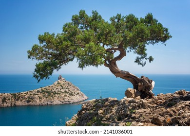 Old Relic Juniper On The Rock Against The Cape Capchik. Crimea