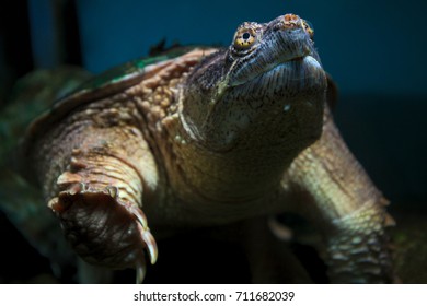 old reptile monster turtle underwater animal swimming in pond environment wildlife nature swamp