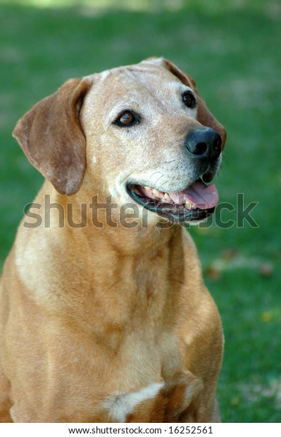 old rhodesian ridgeback