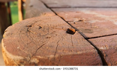 Old Rich Wood Texture Background.
