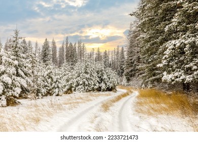 old road through evergreen trees on a frigid morning after a fresh snowfall with colorful sky.
