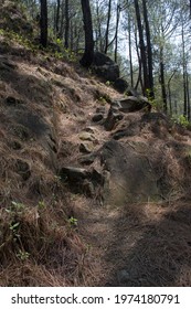 An old rocky path in pine trees forest. rural lifestyle.