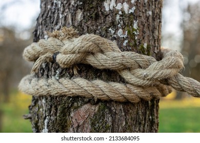 An old rope tied in a knot to a large tree in the forest. A rope around the trunk of a tree, a rope with a knot around the tree. Beautiful natural environment. Macro climbing on a white rope.