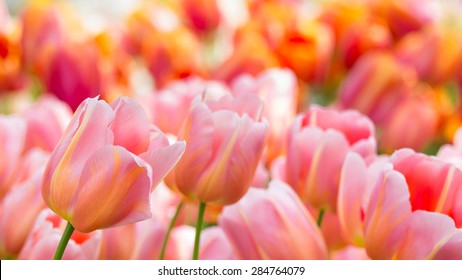 Old Rose Color Tulip Blooming Flower Soft Focus In The Field