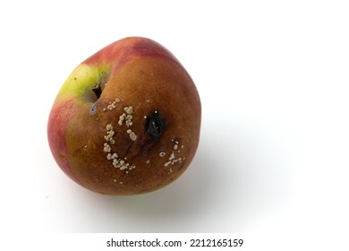 Old Rotten Apple With Moldy Isolated On White Background, Rotting Apples, Decay And Food Waste Concept