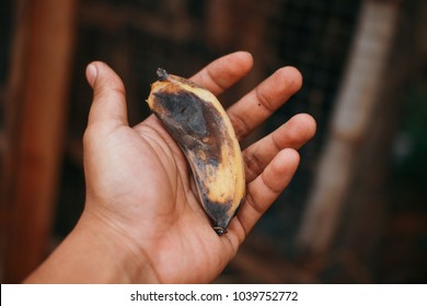 Old Rotten Banana 