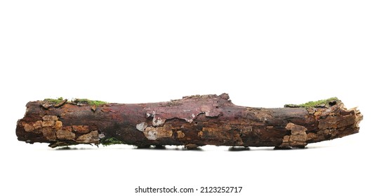 Old, rotten branch with green moss and fungi isolated on white 