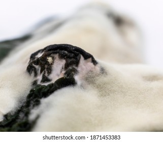 Old Rotten Cucumber With Mold And Fungus Growth