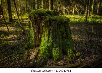 Old  Rotten Mossy Tree Stump In The Forest