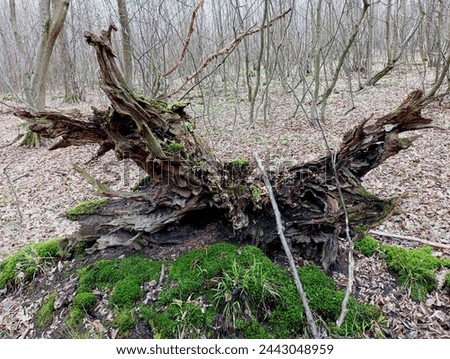 An old rotten oak stump turned out of the ground lies on green forest moss in the middle of the forest. The unusual structure of an oak stump. forest spring backgrounds with green moss and old wood.