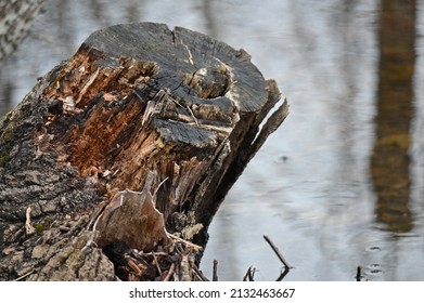 an old rotten stump against the backdrop of a flooded meadow - Powered by Shutterstock