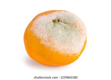 Penicillium Citrinum Growing On Orange Penicillin Stock Photo (Edit Now ...