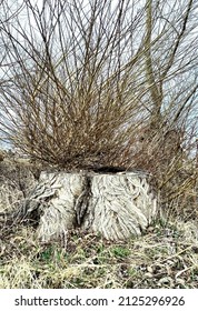 Old Rotten Tree Stump Coming To Live Again