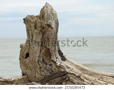 old rotten tree trunk polished by the weather and the sea in the background