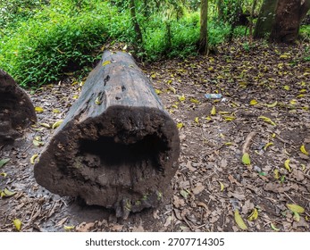 Old and rotten tree trunks lying in the tropical forest looked black and wet and covered in moss on the side of the hiking trail 4