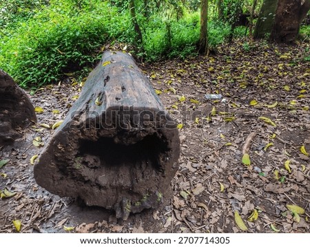 Old and rotten tree trunks lying in the tropical forest looked black and wet and covered in moss on the side of the hiking trail 4