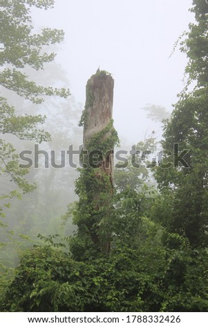 Old rotten tree with vines in mist