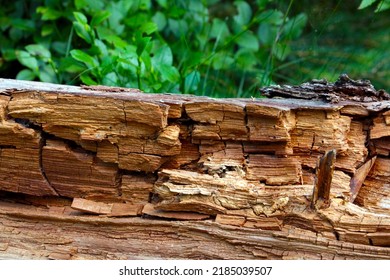 The old rotten trunk of a fallen tree, selective focus - Shutterstock ID 2185039507