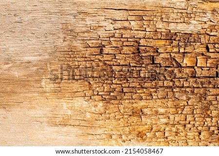 Old rotten wood with cracks and spore fungus. White mold on a wooden board. Pattern of mold on the wood, background or texture.