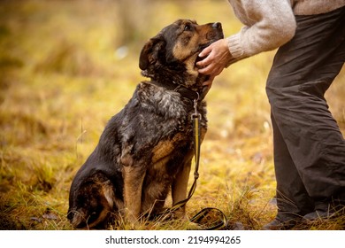 Old Rottweiler Sits And Looks At The Owner