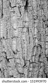 Old Rough Tree Bark Background Texture Organic Patterns