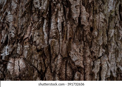 Old Rough Wood Texture Wooden Background Tree Crack Exotic Nature