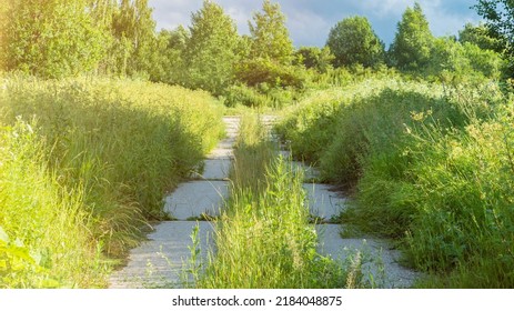 Old Rural Road Of Concrete Plates With Growing Grass On Spring Day. Abandoned Way In Wild Nature. Civilization And Environment. Picturesque Landscape