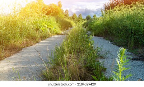 Old Rural Road Of Concrete Plates With Growing Grass On Spring Day. Abandoned Way In Wild Nature. Civilization And Environment. Picturesque Landscape