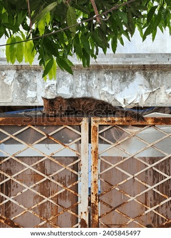 old rustic aged fence with a cat sleep on top of it