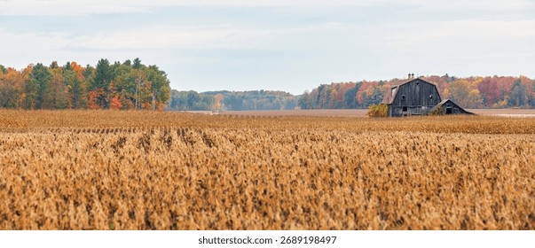 Old rustic barn standing in a field with colorful autumn trees in the background. Warm fall tones, rural landscape, vintage charm, and peaceful Canadian countryside atmosphere.