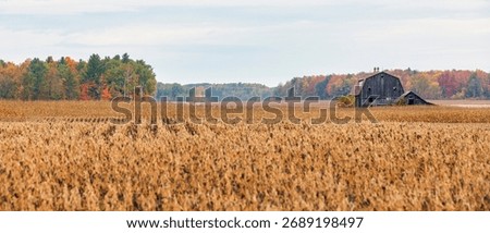 Old rustic barn standing in a field with colorful autumn trees in the background. Warm fall tones, rural landscape, vintage charm, and peaceful Canadian countryside atmosphere.