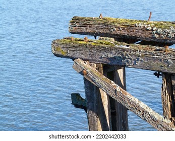 Old Rustic Beams From Disused Bridge With White Fronted Tern.